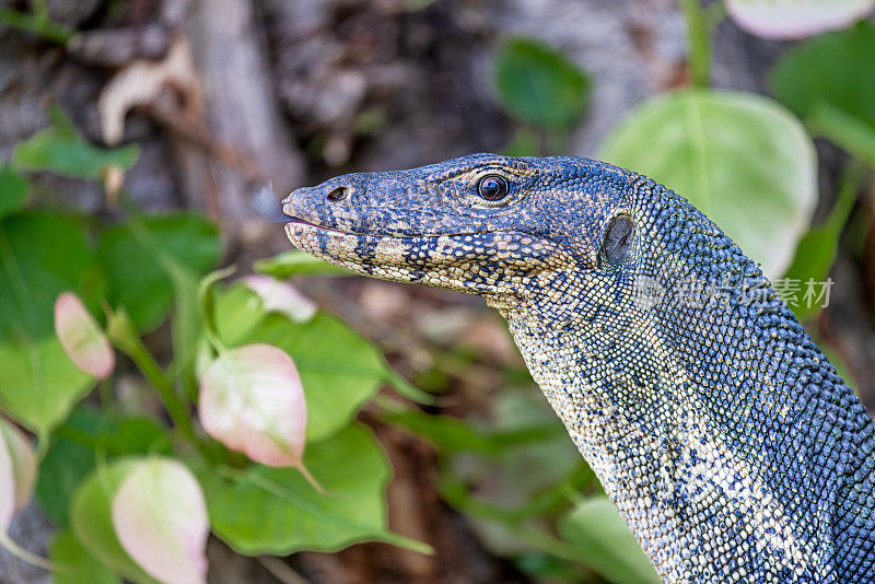 亚洲水监测器，Varanus salvator，在曼谷一个公园的草坪上